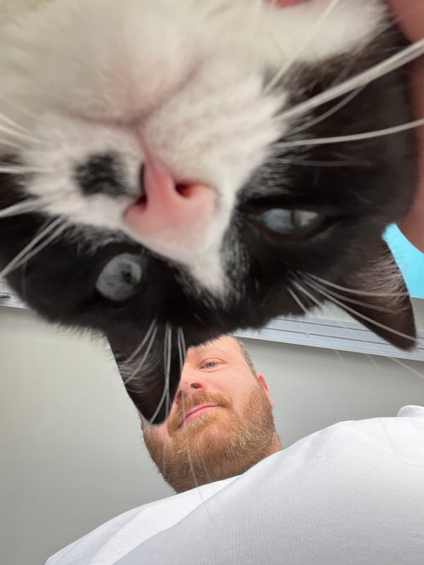 Domestic life documented with cats in snowy Russian town