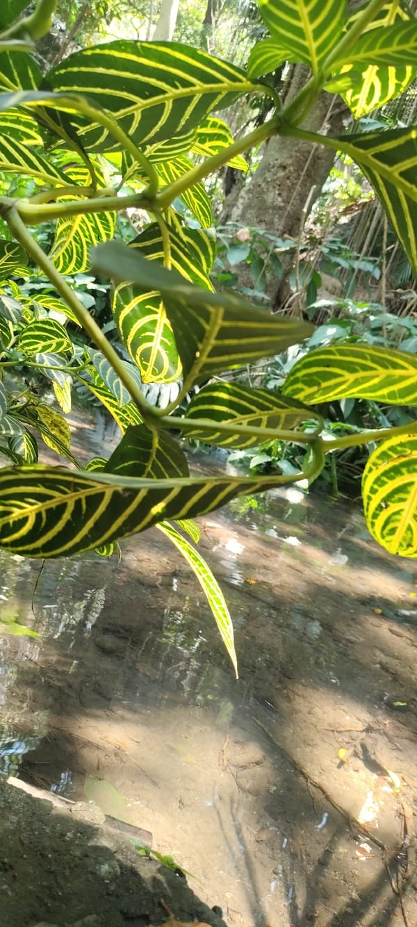 Garden flora documented in Cuernavaca including zebra plants, daisies