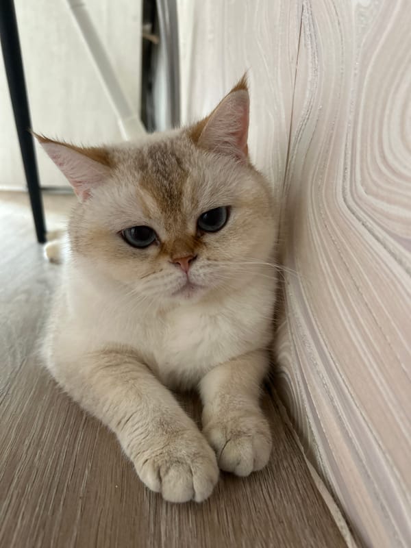 Blue-eyed cat photographed on wooden floor in Ufa