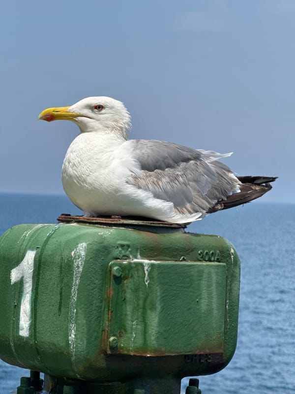Seagull and cargo operations at an Algerian port
