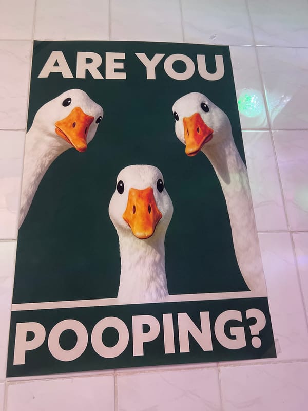 Dog explores streets and shops in Budva, Montenegro