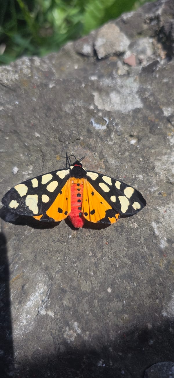 Spring nature survey documents diverse wildlife in Karnobat, Bulgaria