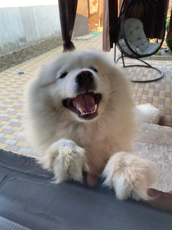 Two fluffy Samoyeds being goofy on a patio