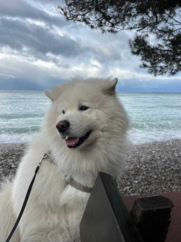 Morning beach walk with Samoyed dog in Montenegro