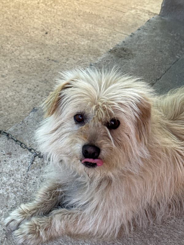 Scruffy chained dog photographed extensively in Navahrudak backyard