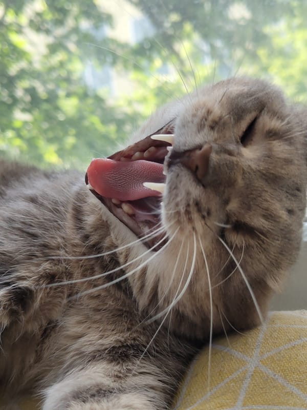 Grey tabby cat photographed yawning and resting indoors