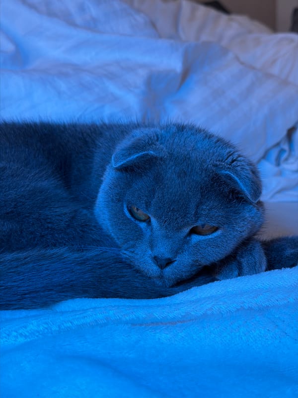 Grey Scottish Fold cat rests on blanket in Voronezh
