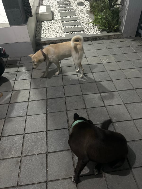 Two dogs roaming a Sukawati home's patio at night