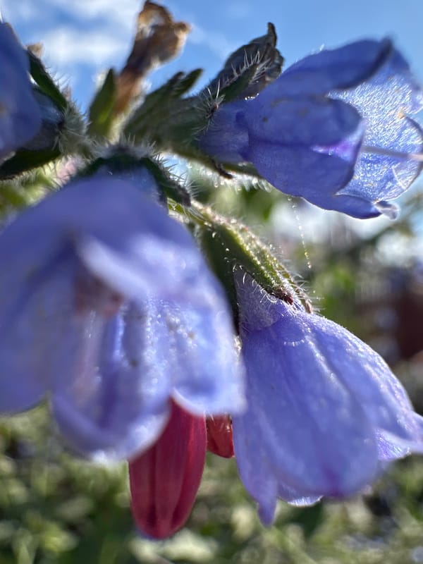 Spring afternoon botanical walk with toddler in Yaroslavka, Russia
