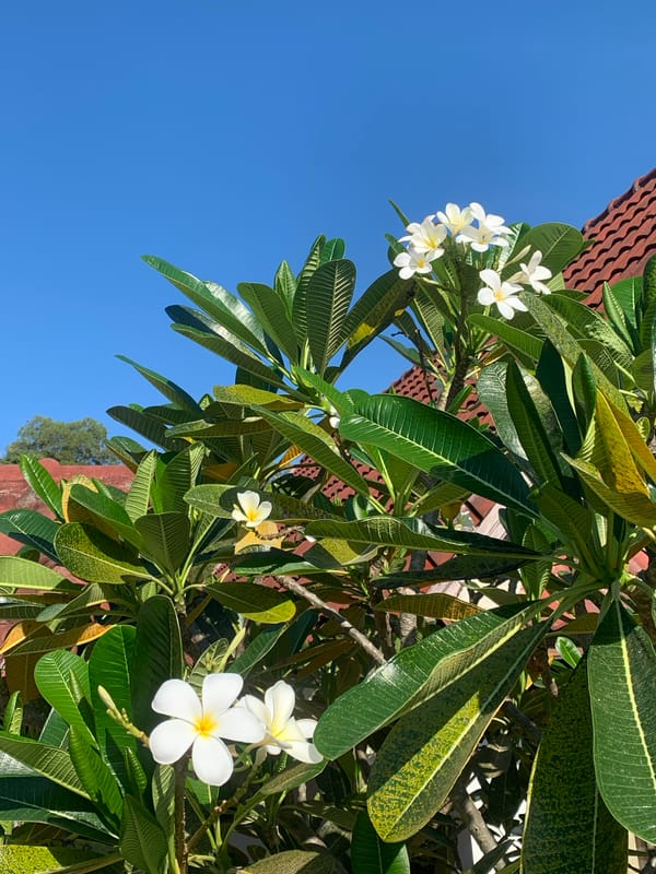 Plumeria flowers photographed in Ban Bang Rak, Thailand