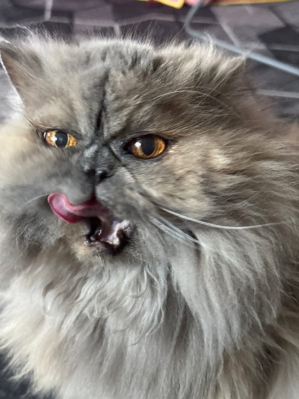 Grumpy Persian cat steals the show in Chaikovsky
