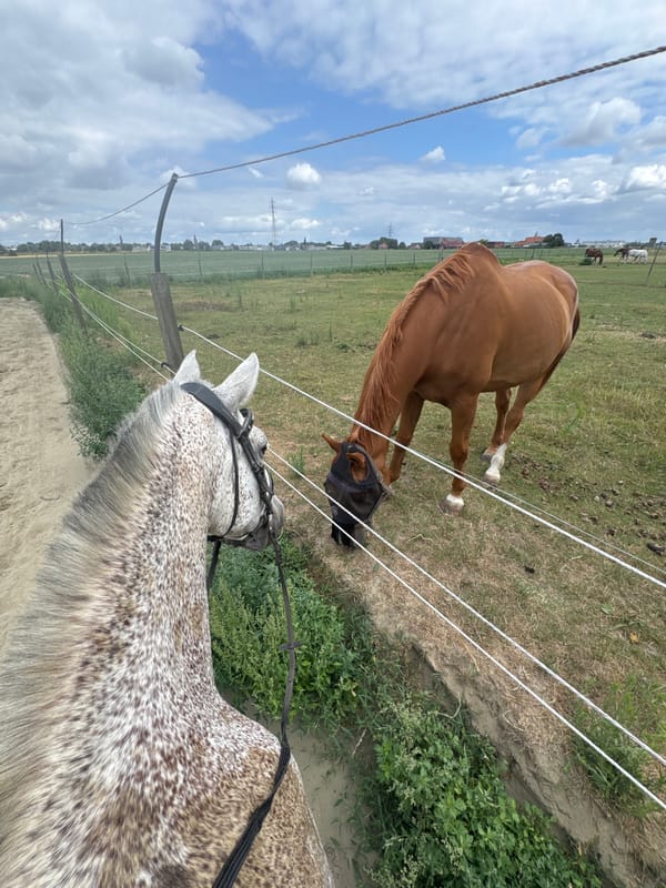 Riding a dappled grey horse through fields in Estaimpuis