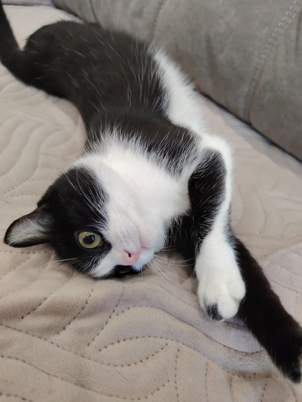 Domestic cats rest and play on indoor furniture