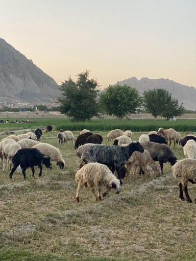 Daily life documented in rural Kandahar countryside scenes