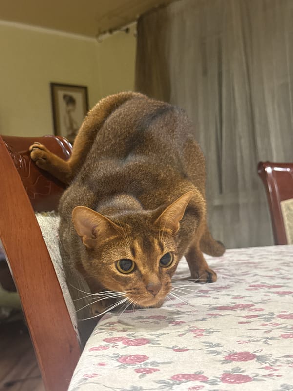 Abyssinian cat at home, plus a full moon, Vinnytsia