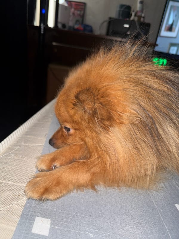Pomeranian dog rests on grey surface in Khimki home