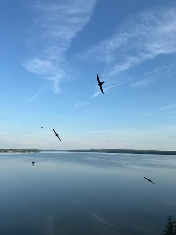 Birds over the Votkinsk Reservoir on a clear summer morning