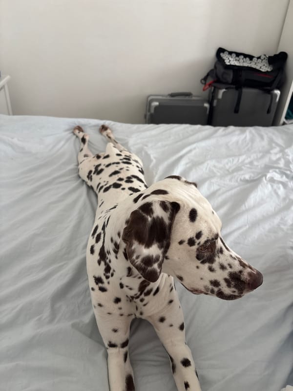 Dalmatian dog rests on bed in Moscow morning scene