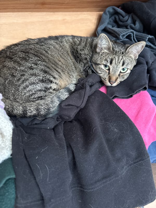 Tabby cat rests in pile of clothes in Puebla
