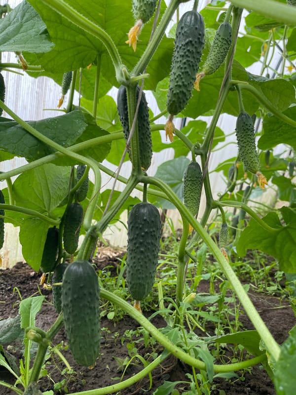 Basketball training and greenhouse gardening scenes