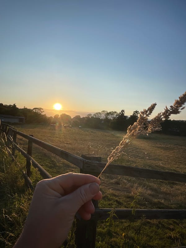 Golden hour over rural Neukirchen — wheat fields and power lines