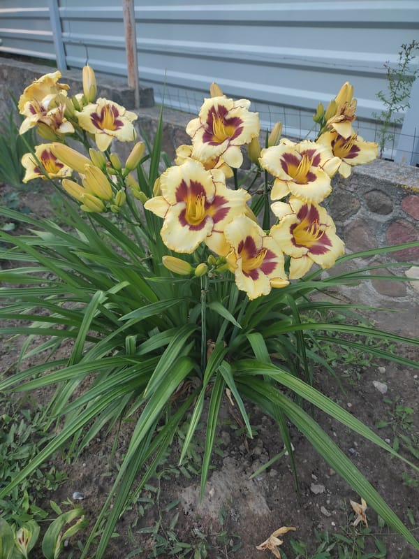Summer garden blooms in full color, Hrodna, Belarus