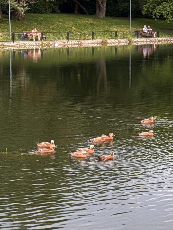 Ducks on a quiet pond in a Moscow park