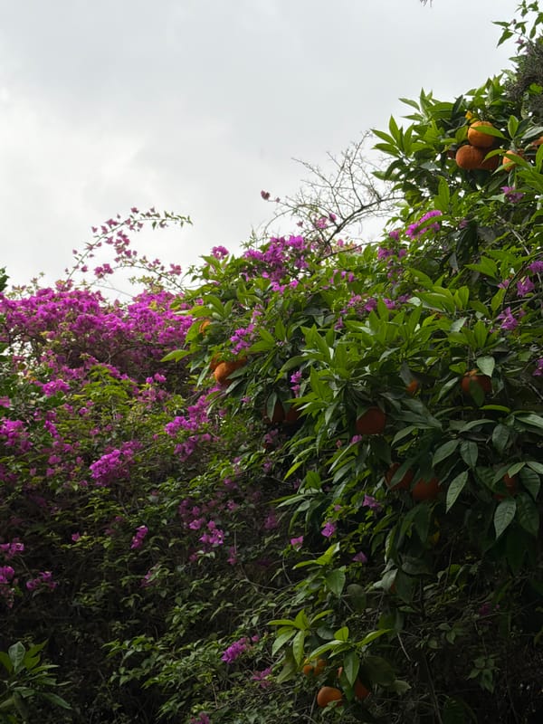 Spring blooms and public art observed in Jerusalem parks