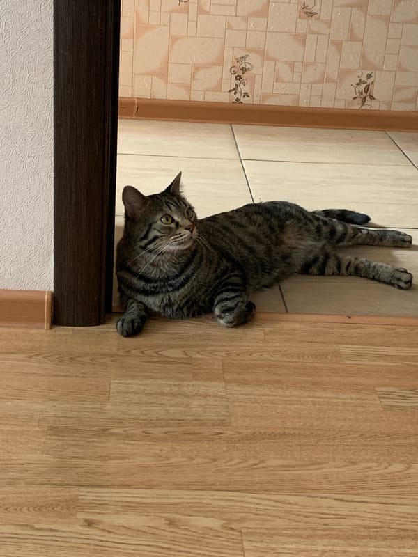 Tabby cat filmed in playful indoor antics in Stavropol