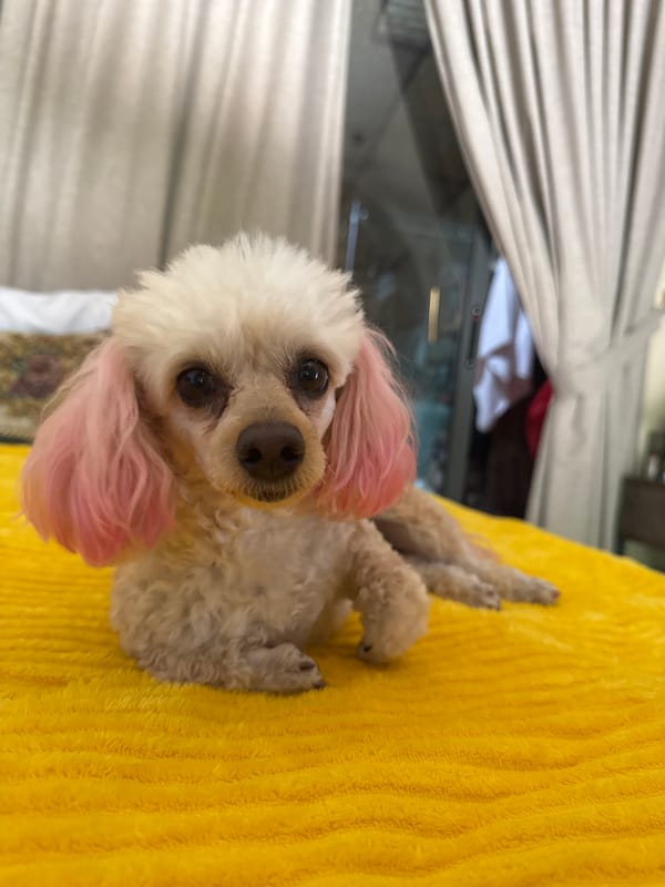 Indoor bonding session with pink-eared poodle in Mũi Né
