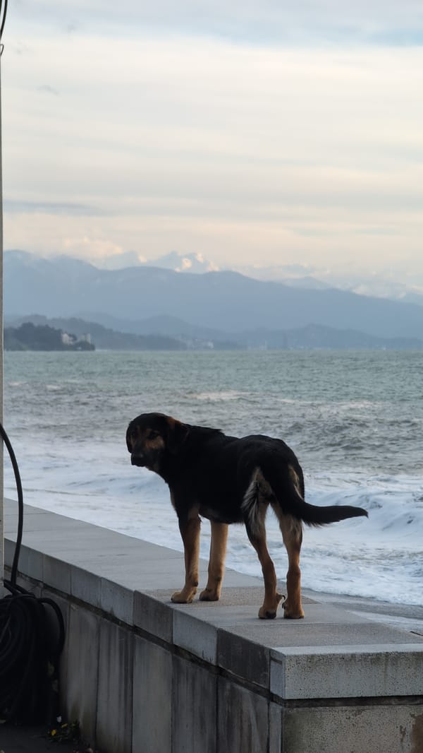 Man and dog spotted at seaside promenade in Kobuleti