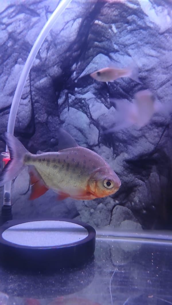 Aquarium fish documented in Lhokseumawe, Indonesia