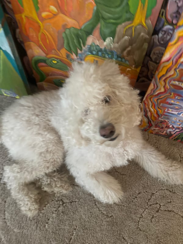 White dog rests near abstract paintings in Krasnoyarsk home
