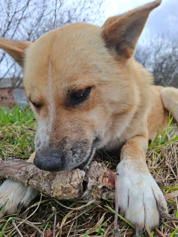 Spring scenes captured in rural Russian village include dog, plants, flowers