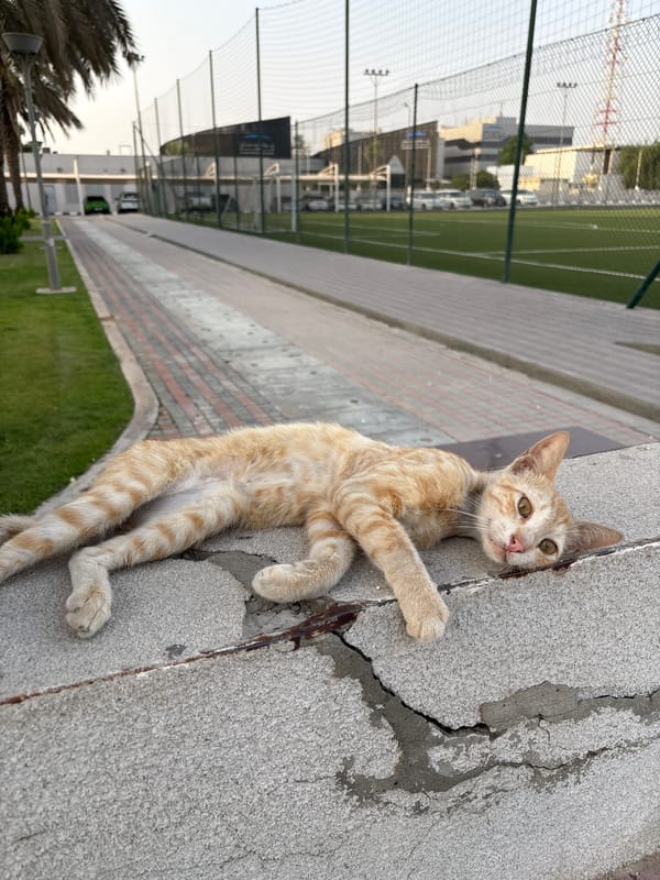 Cats, palms, and street details from a Dubai neighborhood