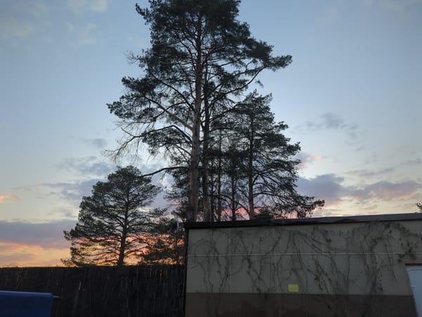 Sunset observed through pine trees in Chaikovsky, Russia
