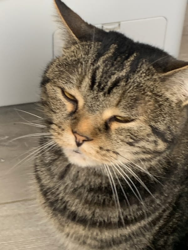 Tabby cat documented in domestic setting in Stavropol residence