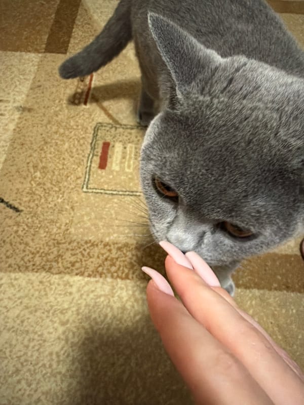 Grey cat observed indoors in Dimitrovgrad, Bulgaria