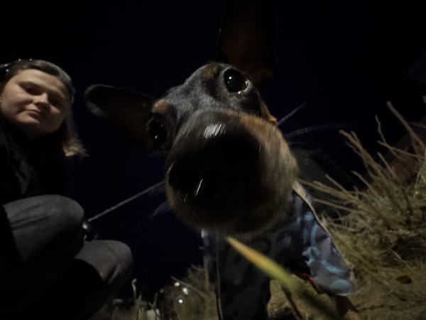 Family walks dachshund in cold Chaikovsky evening
