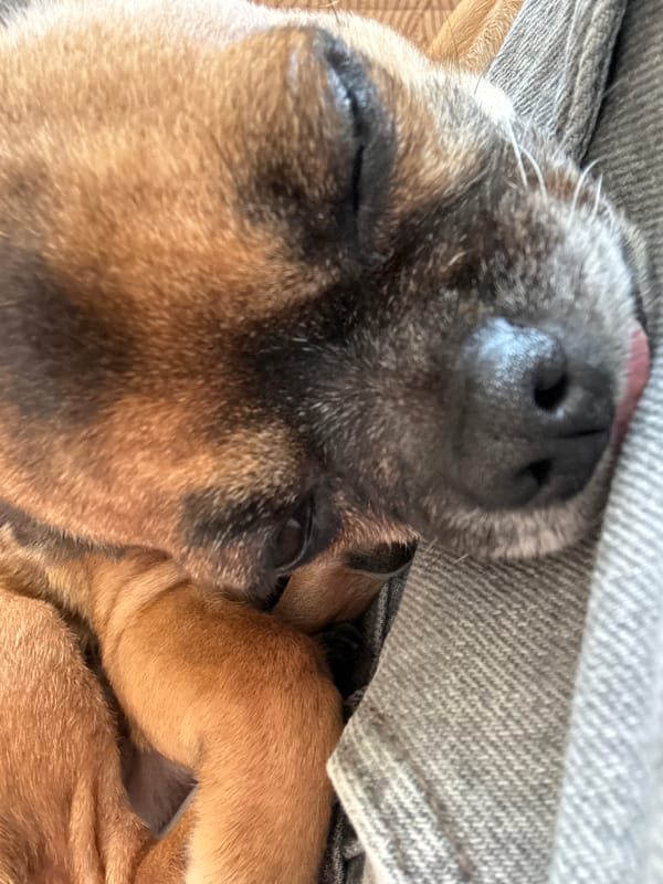 Puppy photographed napping in Anton, Bulgaria home