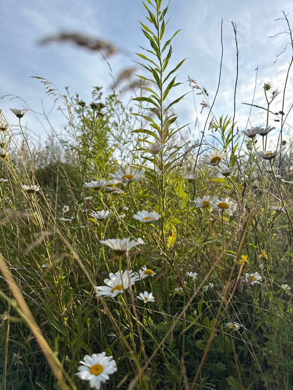 Forest walk with wildflowers, weathered bones, and canopy light