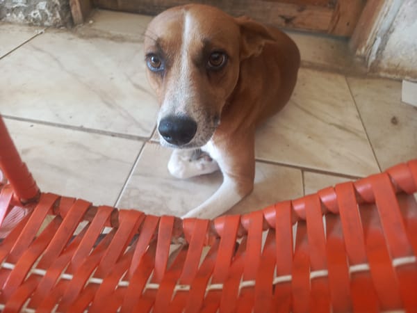 Dog photographed indoors in Juan Griego, Venezuela