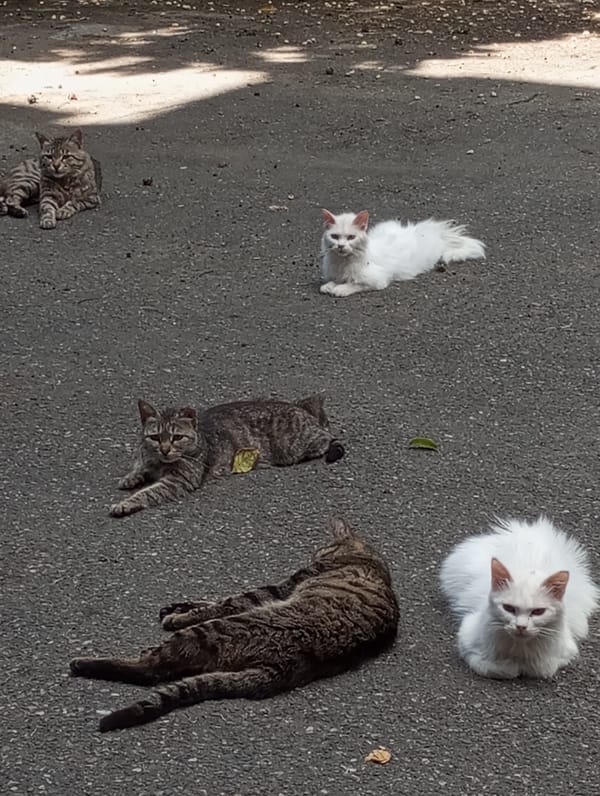 Cats, statues, and street scenes across a Tbilisi morning