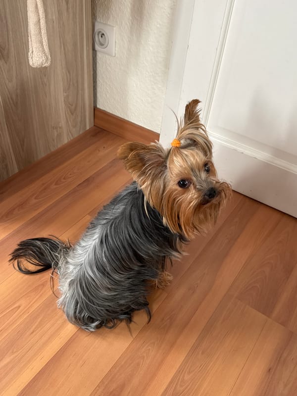 Yorkshire Terrier with orange hair tie filmed indoors in France