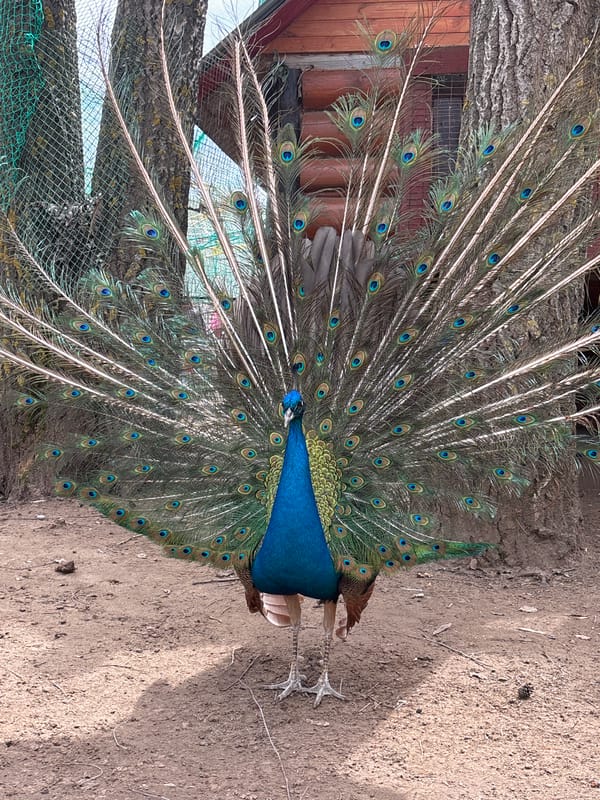 Peacock displays full plumage in Chaikovsky, Russia