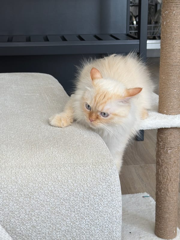 Blue-eyed cream cat at home in Çekmeköy
