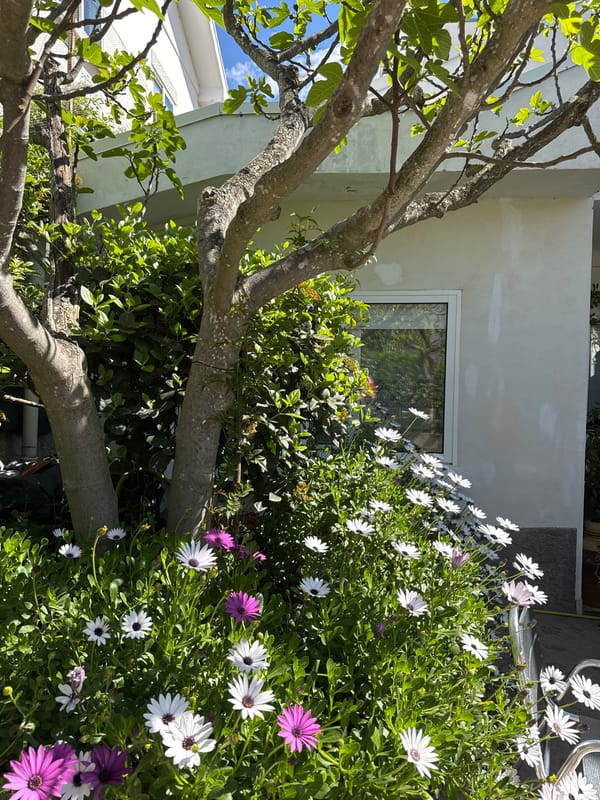 Family gathers for sunny afternoon in Mirandela garden