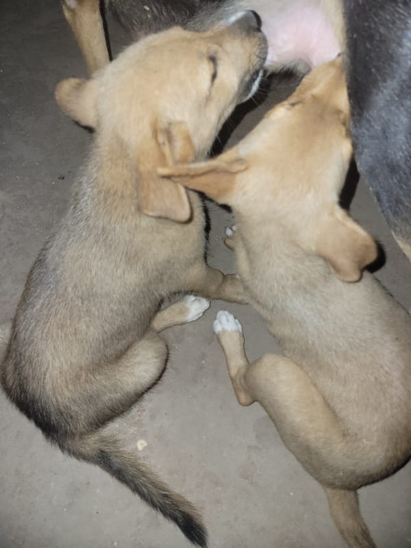 Mother dog nurses puppies in Markurdi, Nigeria
