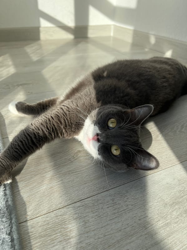 Quiet moments with cat and portraits captured in Tyumen