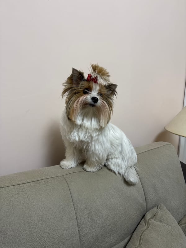 Small dog spotted relaxing on couch in Plovdiv home